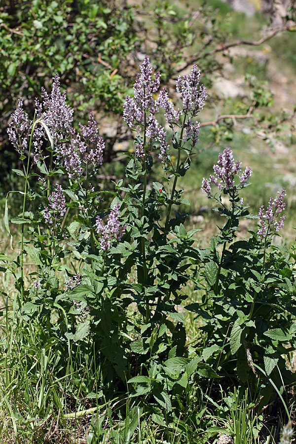 Image of Nepeta nuda specimen.