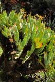 Aloe plicatilis. Часть кроны вегетирующего растения. США, Калифорния, Сан-Франциско, ботанический сад. 14.02.2014.