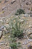 Centaurea pseudosquarrosa. Зацветающее растение. Южный Казахстан, горы Алатау (Даубаба), Восточное ущелье. 17.06.2014.