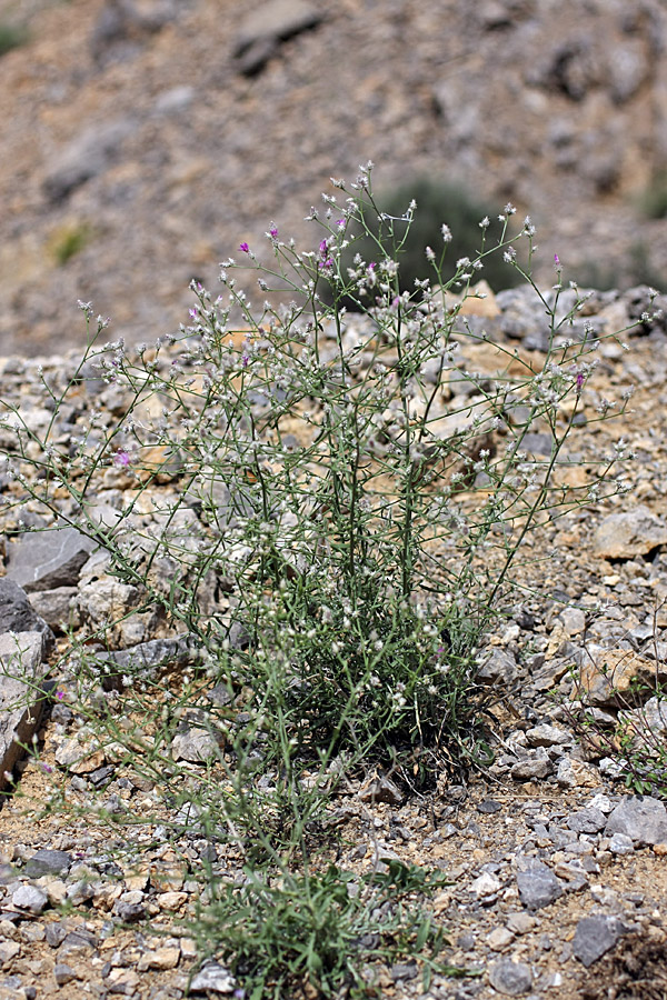 Image of Centaurea pseudosquarrosa specimen.