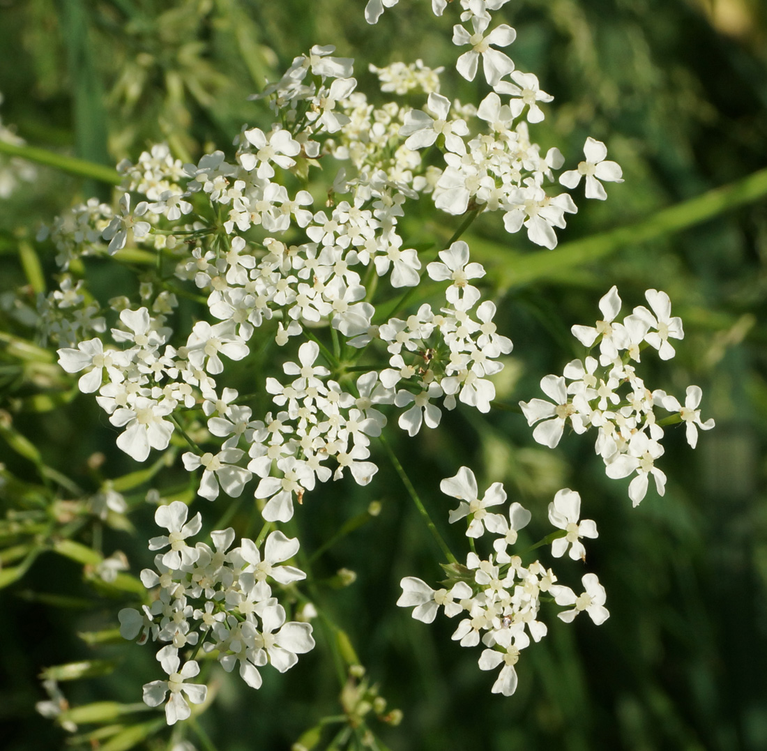 Image of Anthriscus sylvestris specimen.