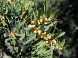 Смотреть изображение Taxus canadensis