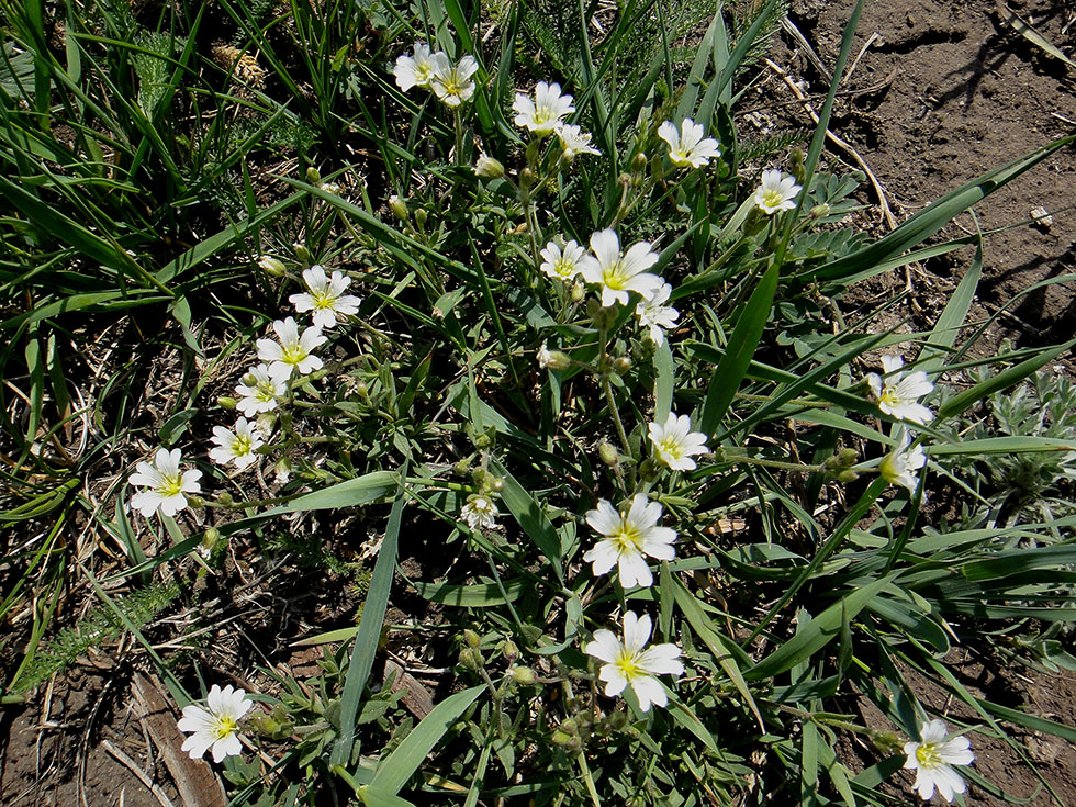 Image of Cerastium arvense specimen.