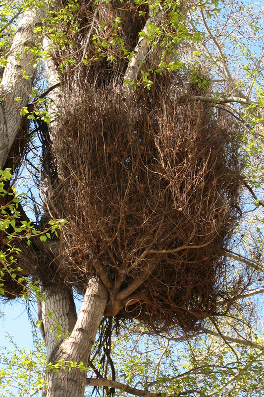 Image of genus Populus specimen.