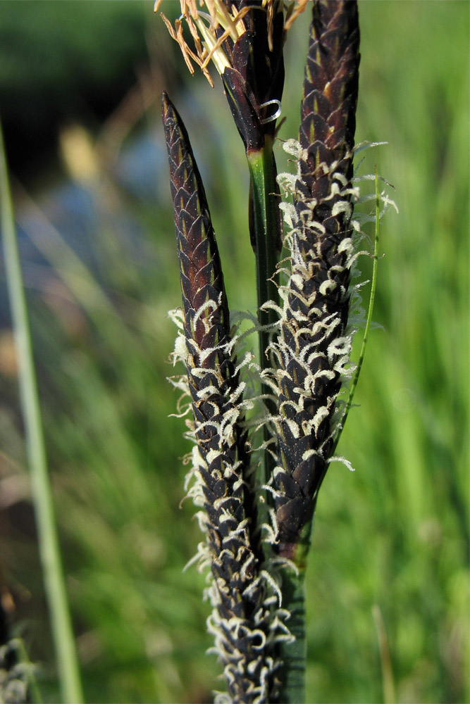 Image of Carex elata specimen.