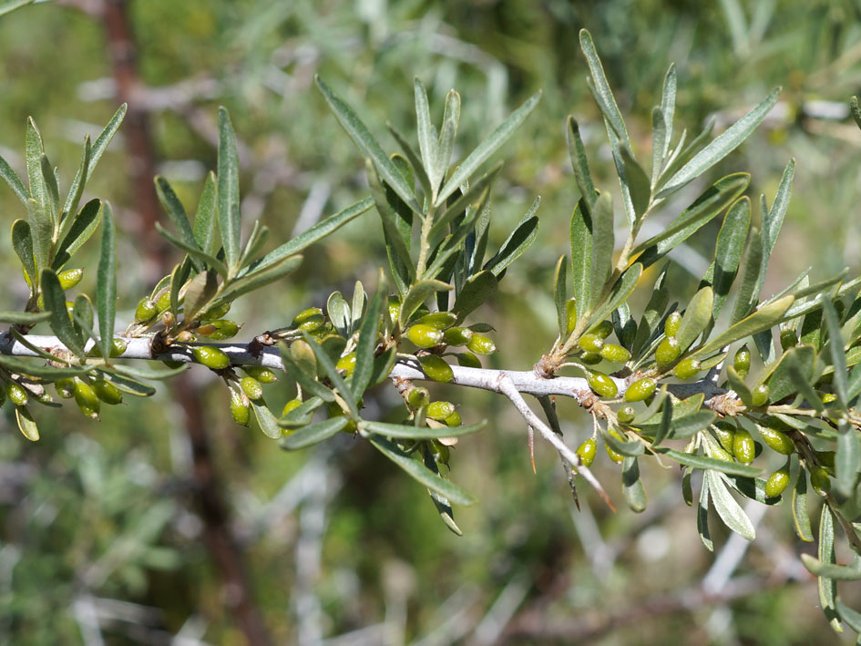 Image of Hippophae rhamnoides specimen.