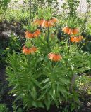 Fritillaria imperialis. Цветущее растение. Восточный Казахстан, г. Усть-Каменогорск, левый берег р. Иртыш, дачный участок, в культуре. 09.05.2015.