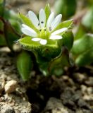 Stellaria media