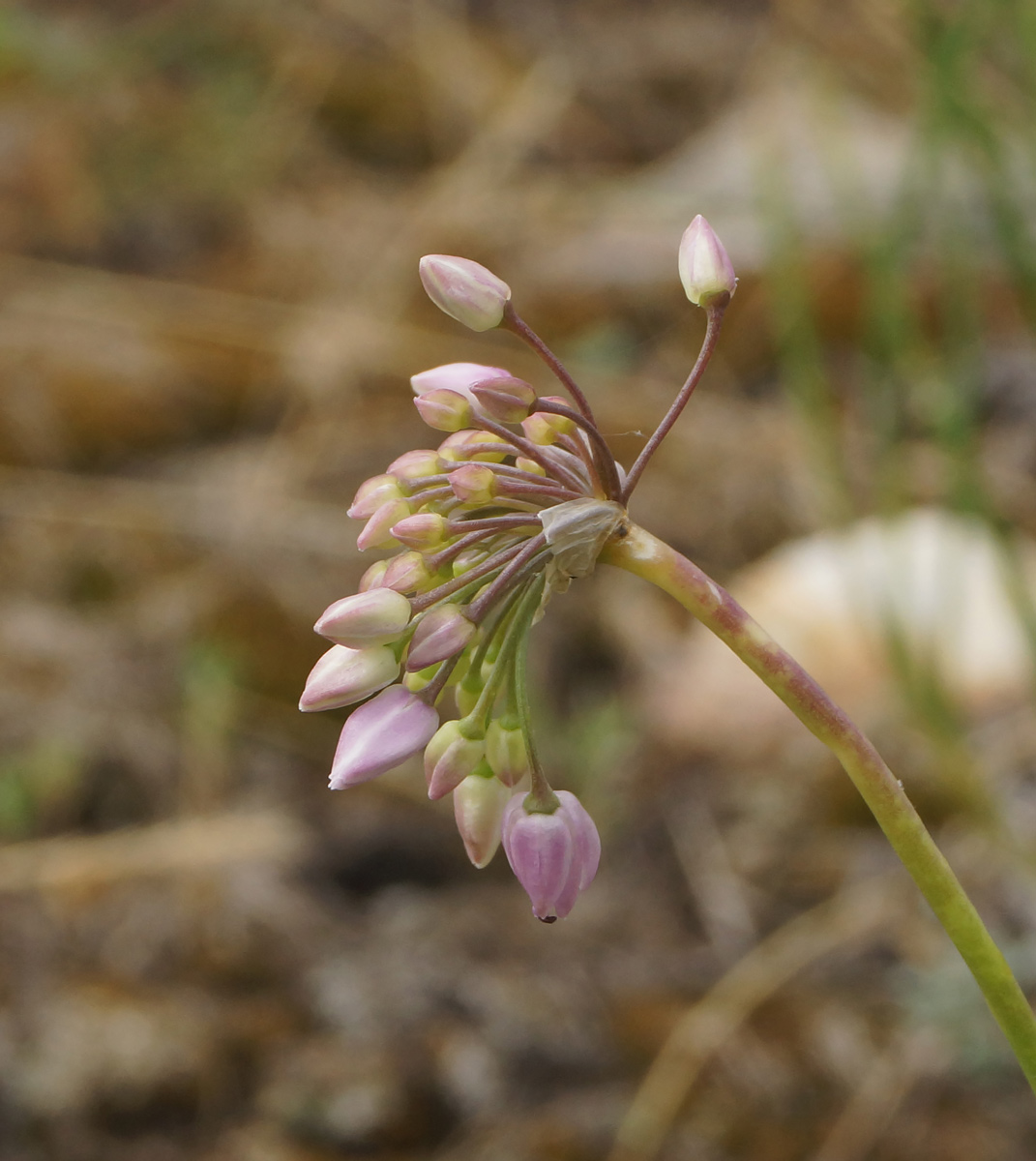 Image of Allium rubens specimen.