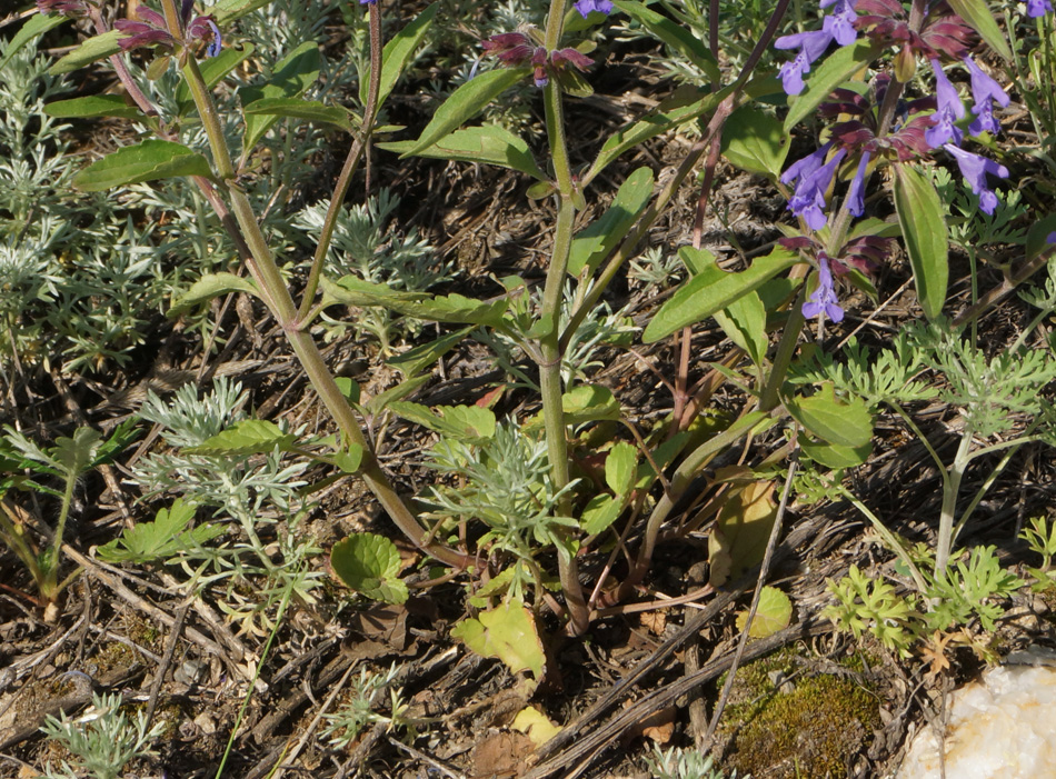 Изображение особи Dracocephalum nutans.