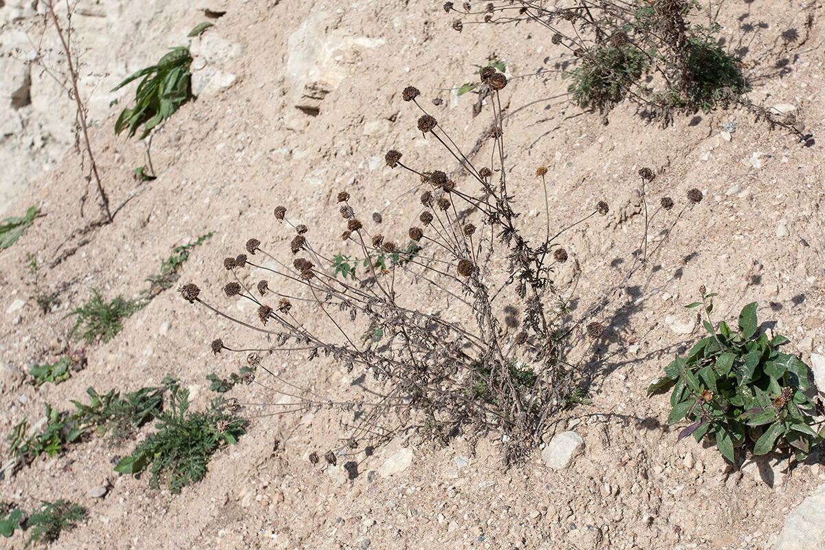 Image of Anthemis tinctoria specimen.