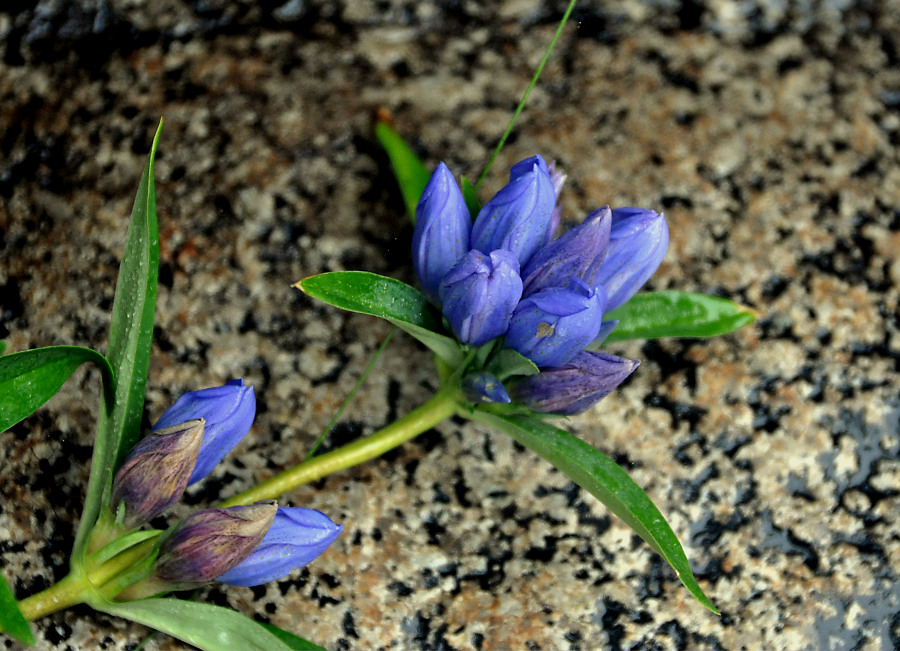 Image of Gentiana triflora specimen.