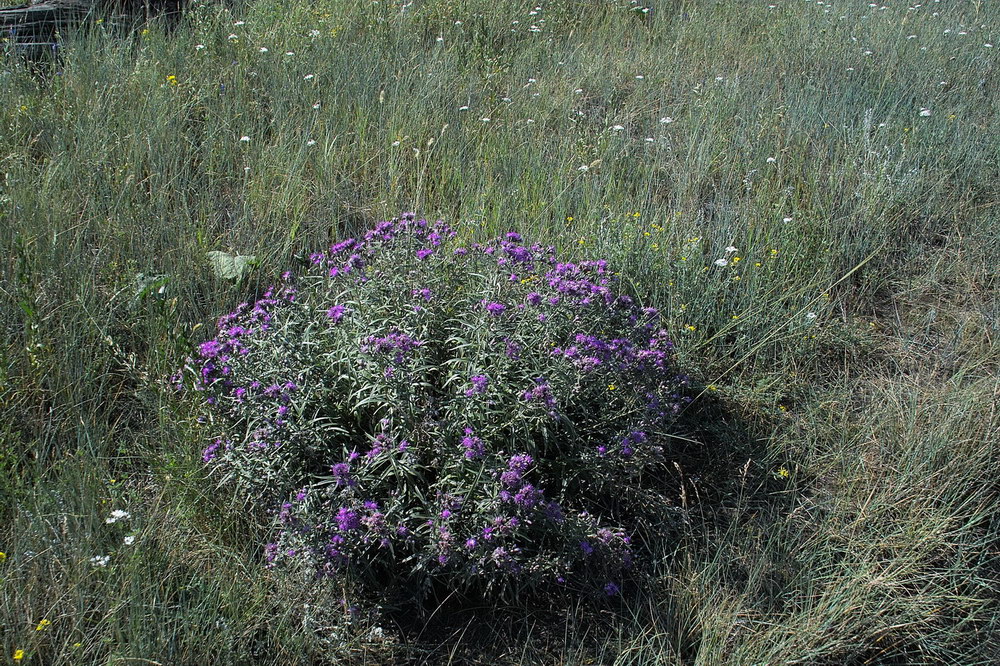 Image of Saussurea salicifolia specimen.