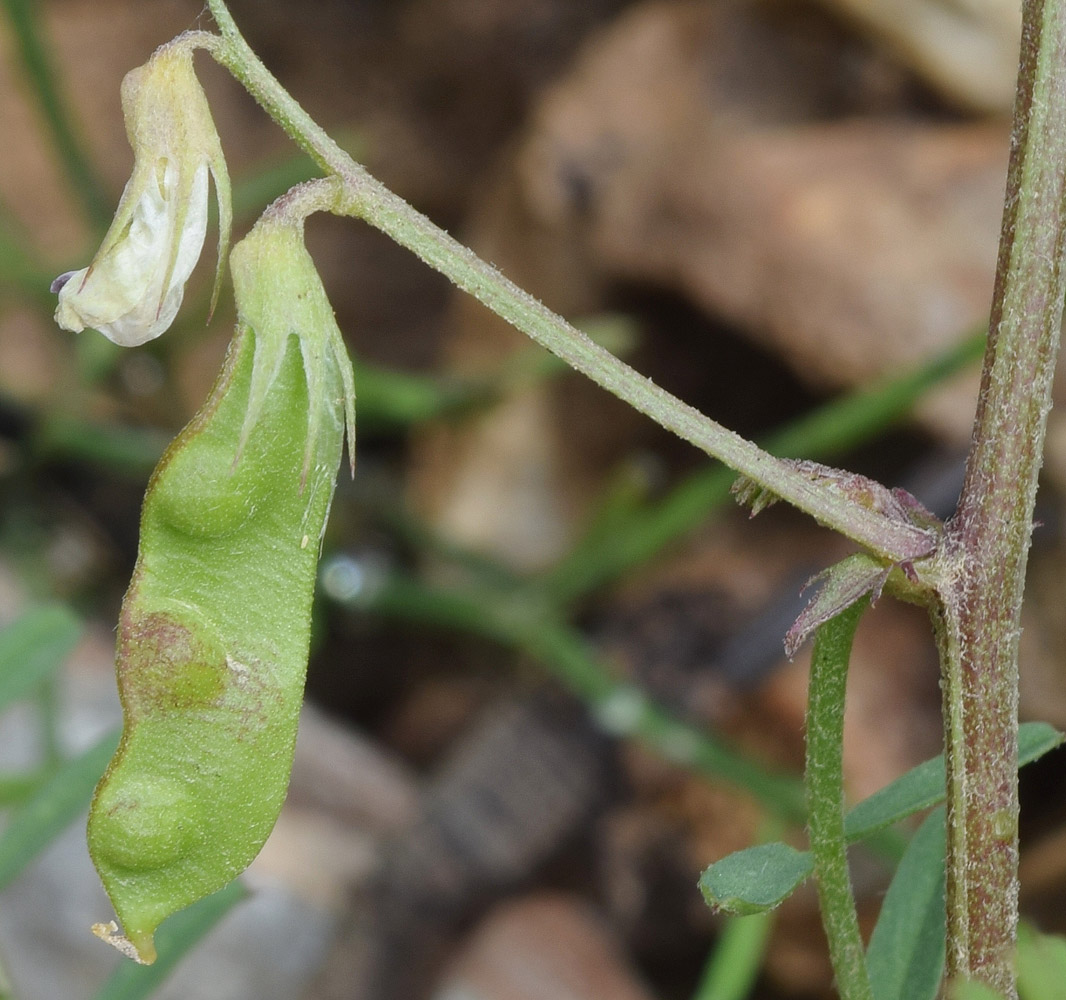 Image of Vicia ervilia specimen.