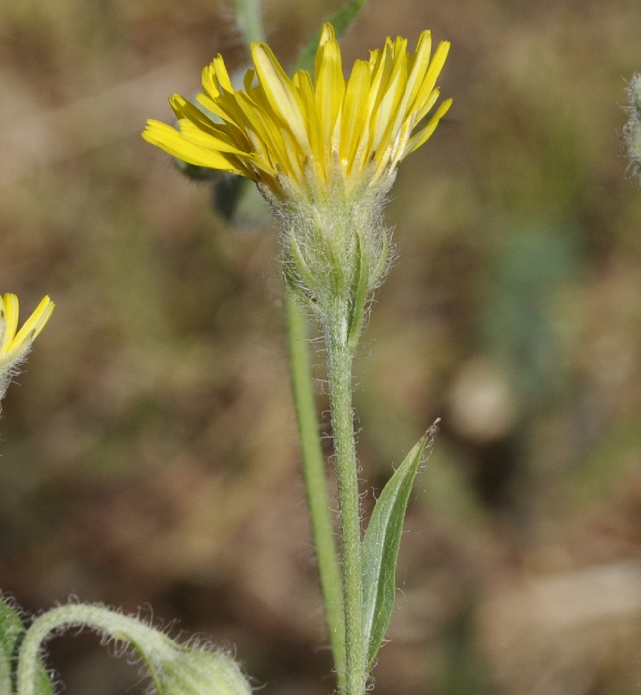 Изображение особи род Crepis.