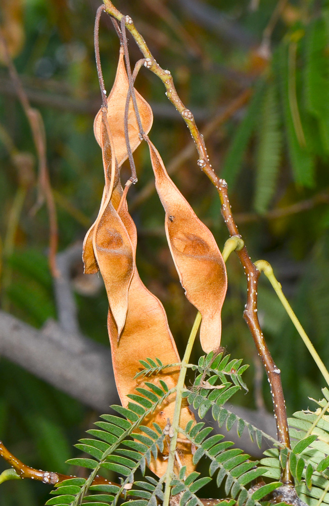 Image of Albizia julibrissin specimen.