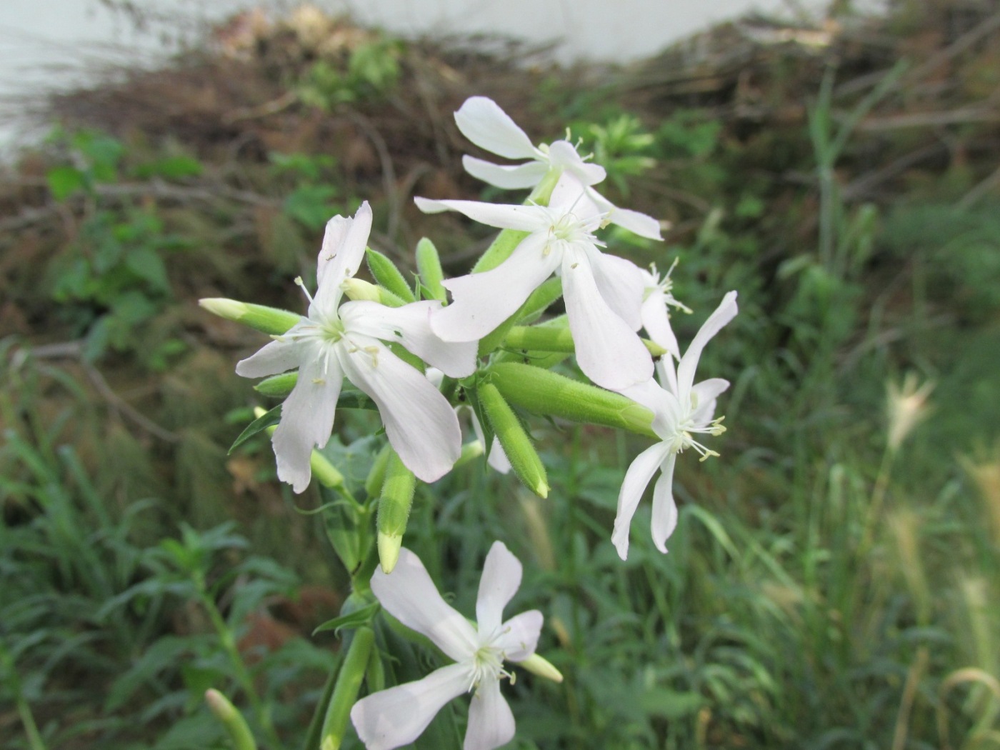 Image of Saponaria officinalis specimen.