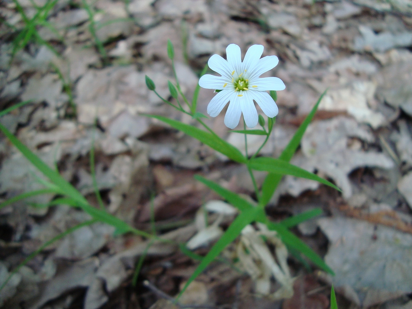 Image of Stellaria holostea specimen.