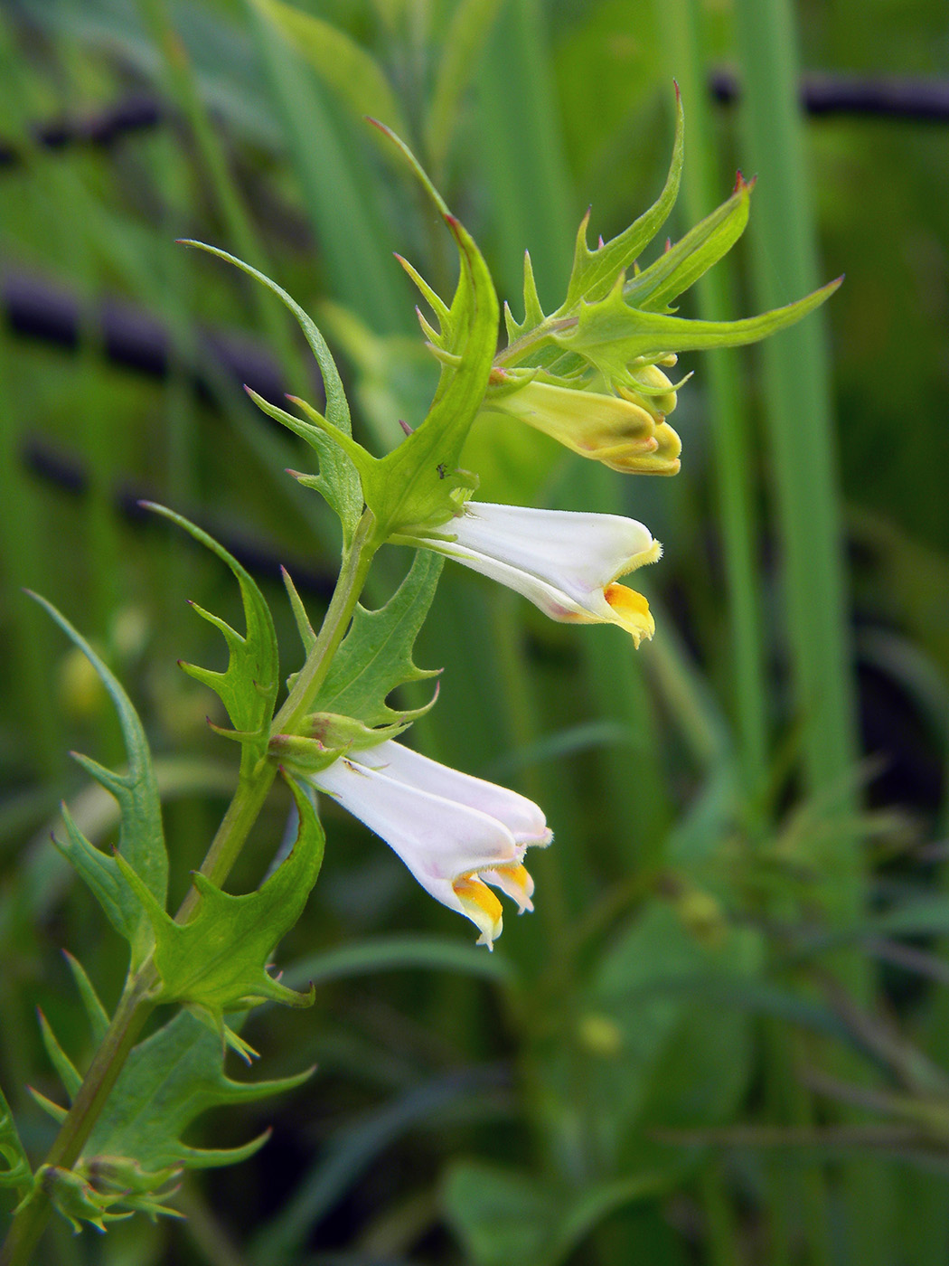 Image of Melampyrum laciniatum specimen.