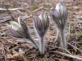 Pulsatilla uralensis. Побеги с бутонами. Свердловская обл., окр. г. Североуральск,травяной сосняк на известняковой скале. 07.05.2007.