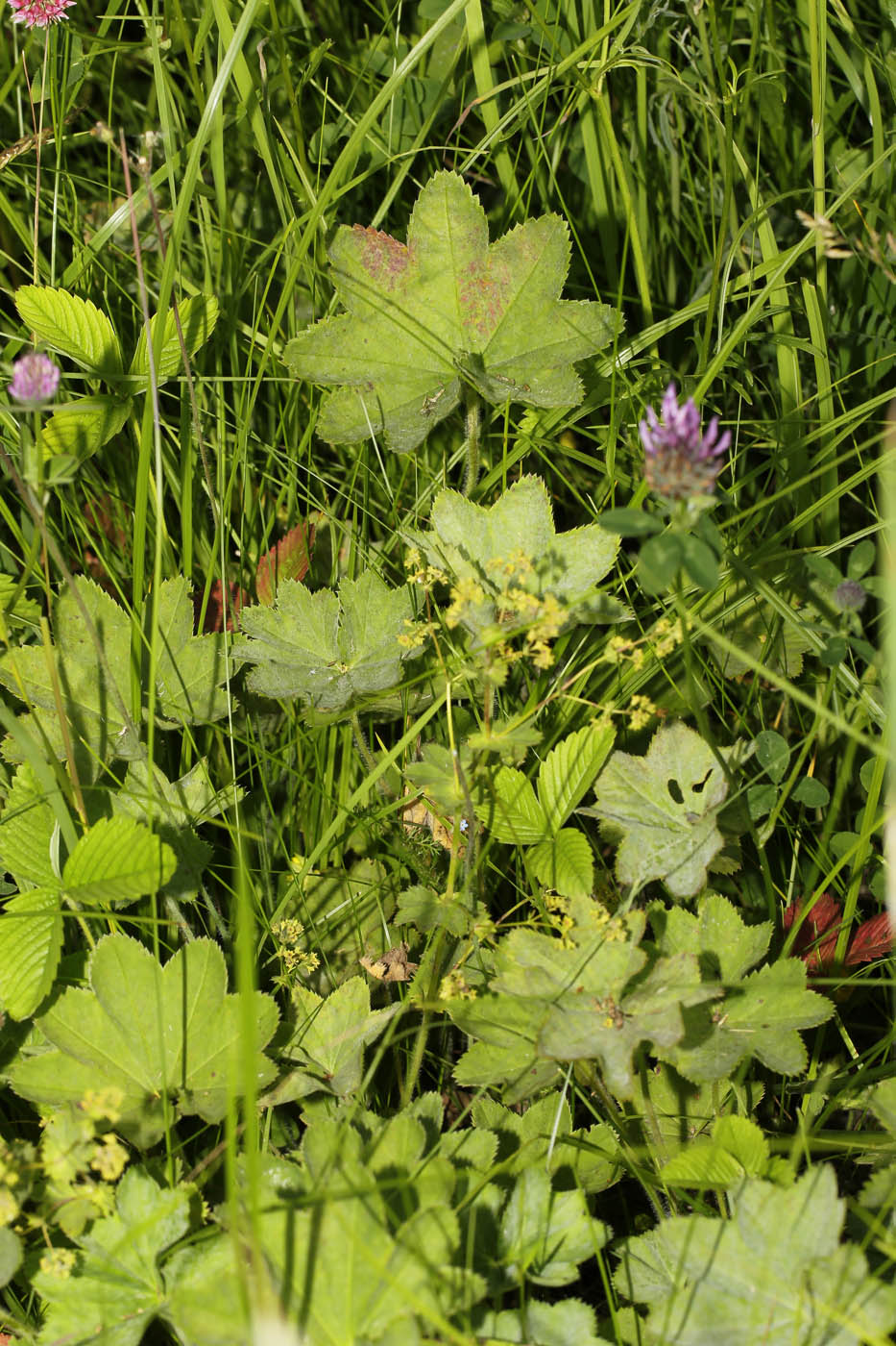 Image of genus Alchemilla specimen.