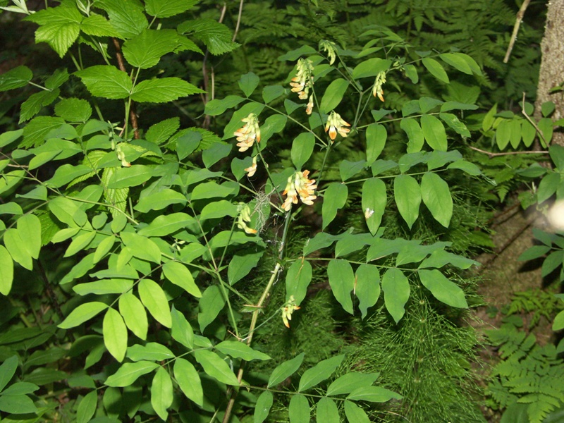 Изображение особи Lathyrus laevigatus.