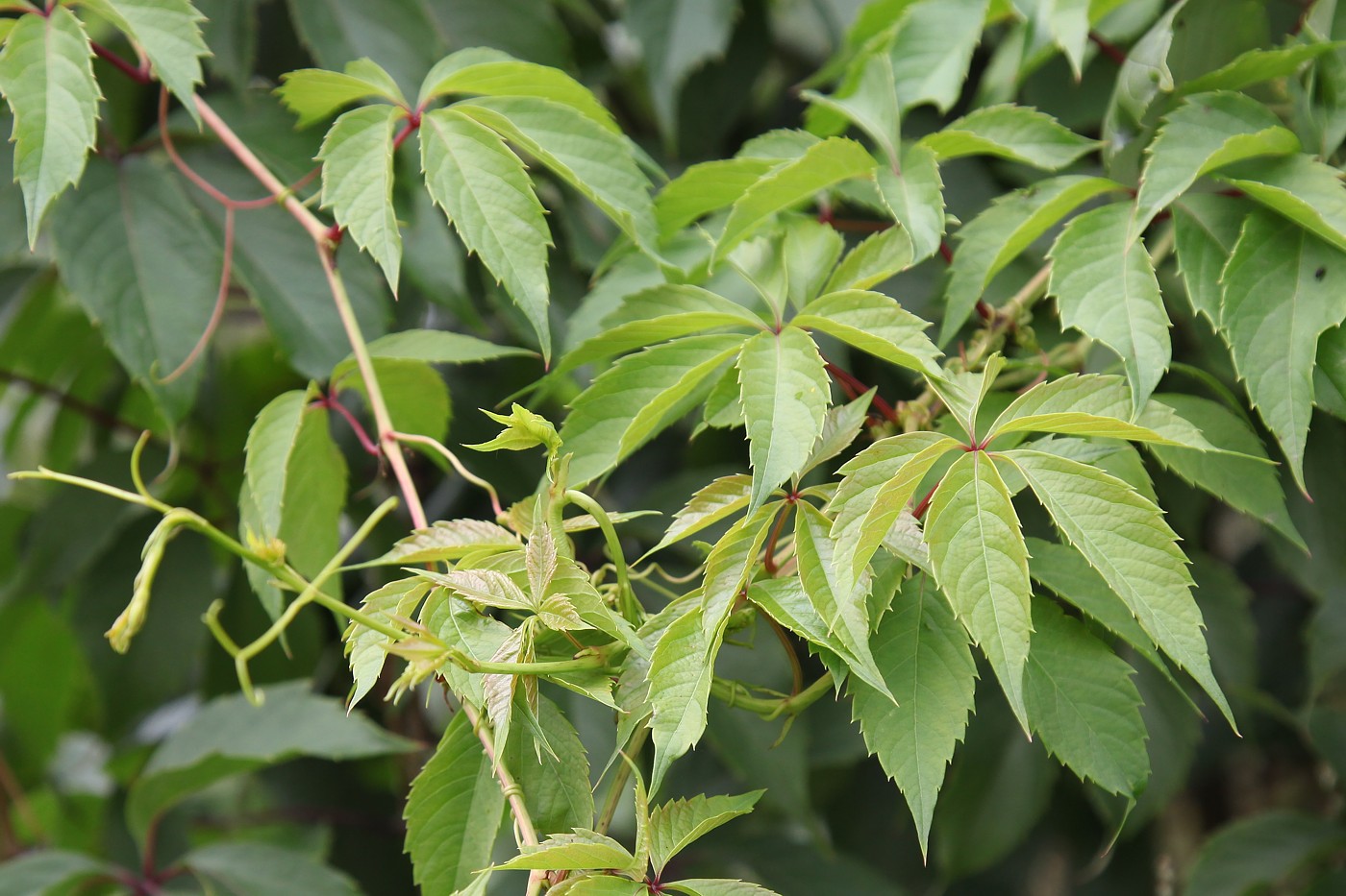 Image of Parthenocissus inserta specimen.