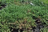 Sedum acre