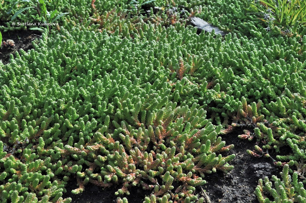 Image of Sedum acre specimen.