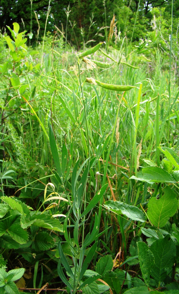 Image of Lathyrus pallescens specimen.