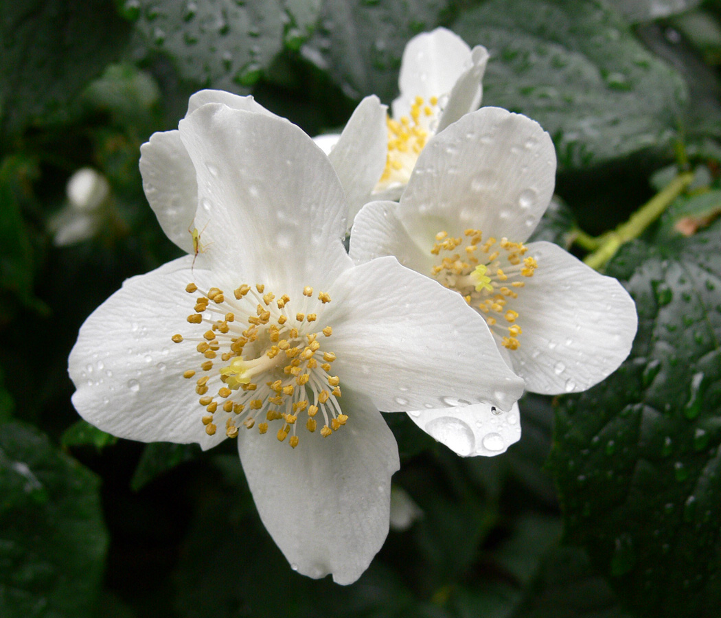 Image of genus Philadelphus specimen.