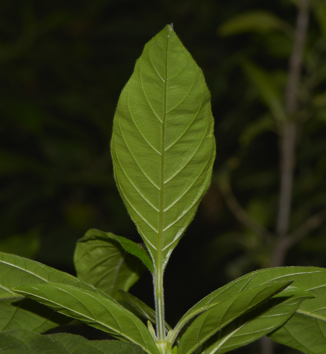 Image of Odontonema tubaeforme specimen.