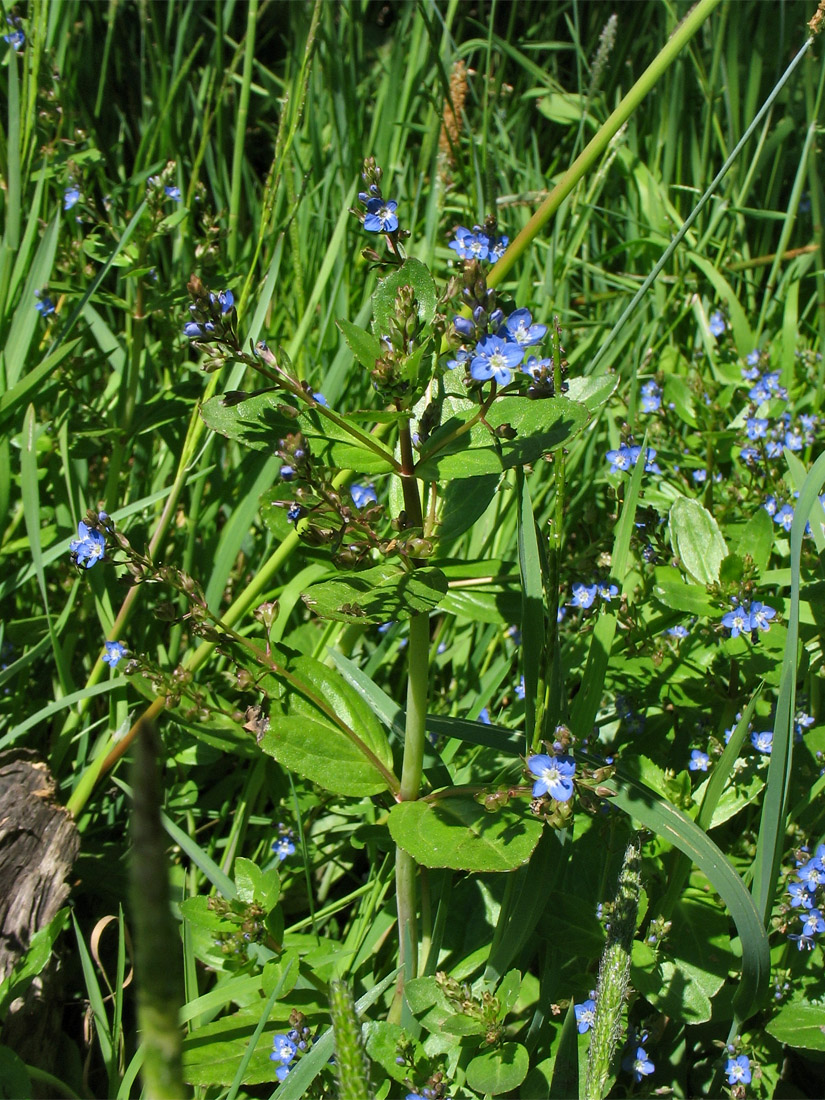 Image of Veronica beccabunga specimen.