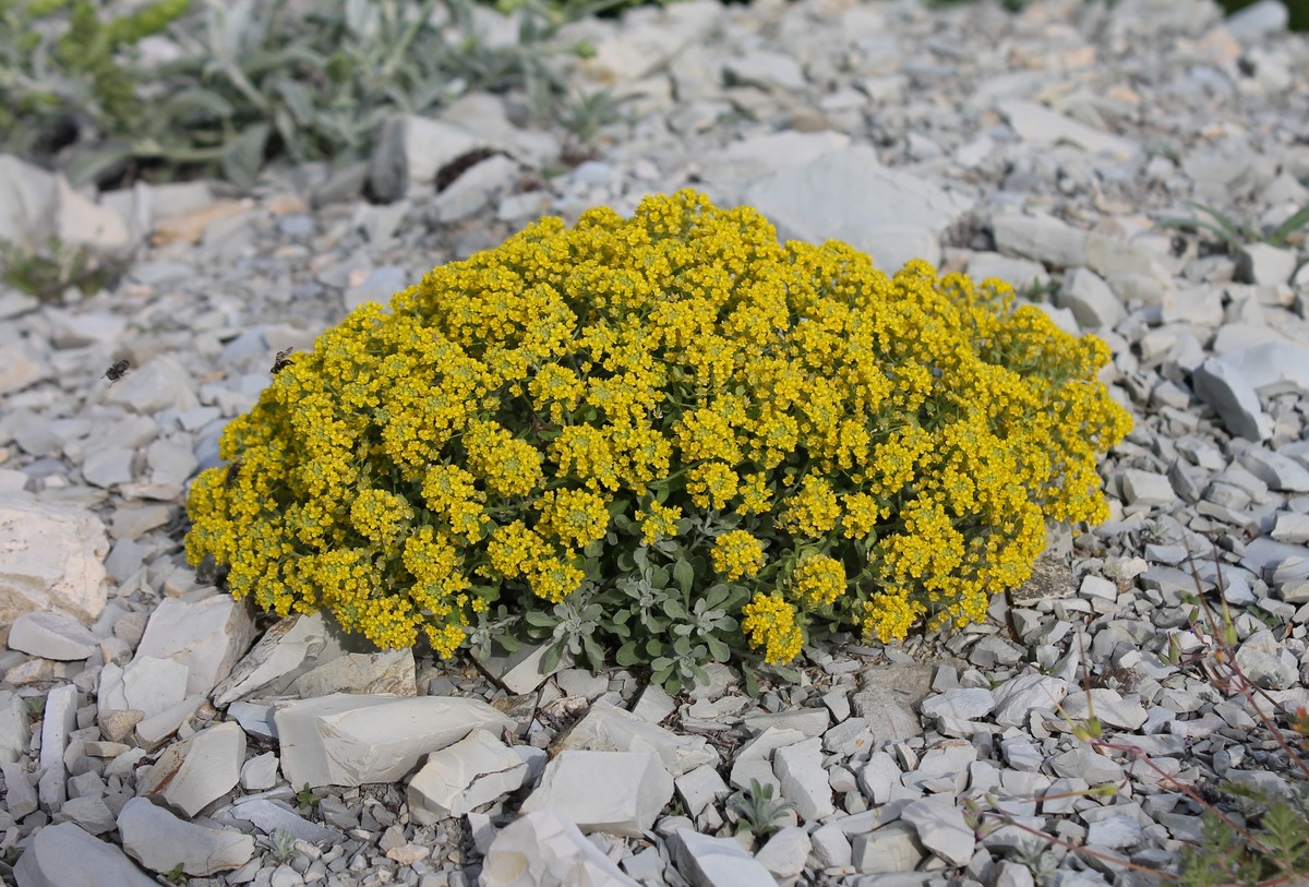 Image of Odontarrhena obtusifolia specimen.