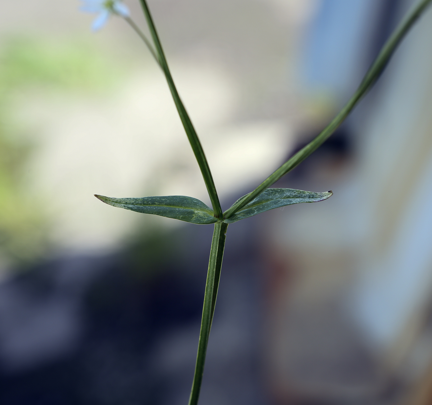 Изображение особи Stellaria graminea.