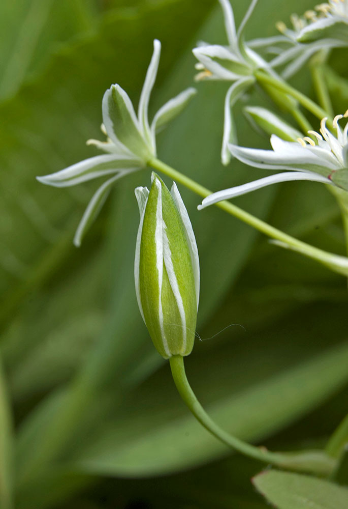 Изображение особи Ornithogalum umbellatum.