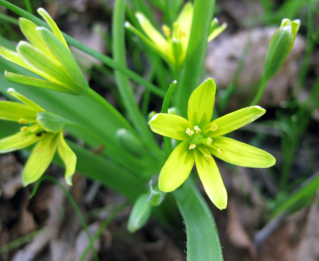 Изображение особи Gagea lutea.