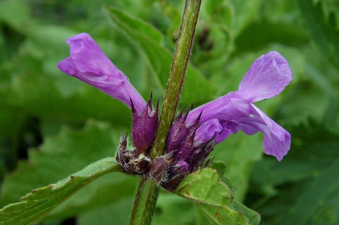 Image of Betonica macrantha specimen.