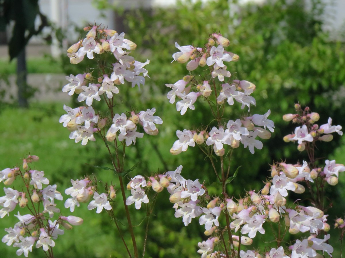 Image of Penstemon digitalis specimen.