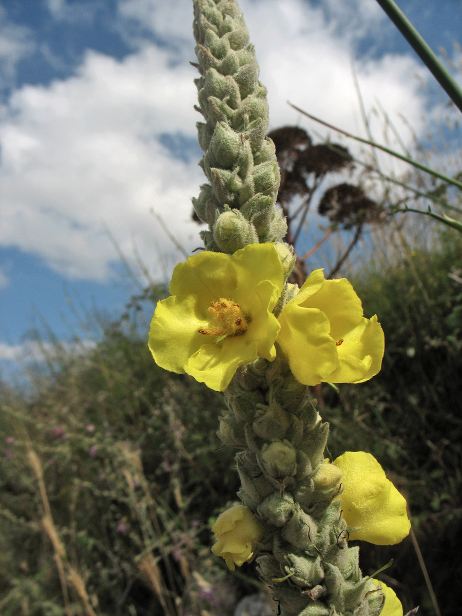 Image of Verbascum macrurum specimen.