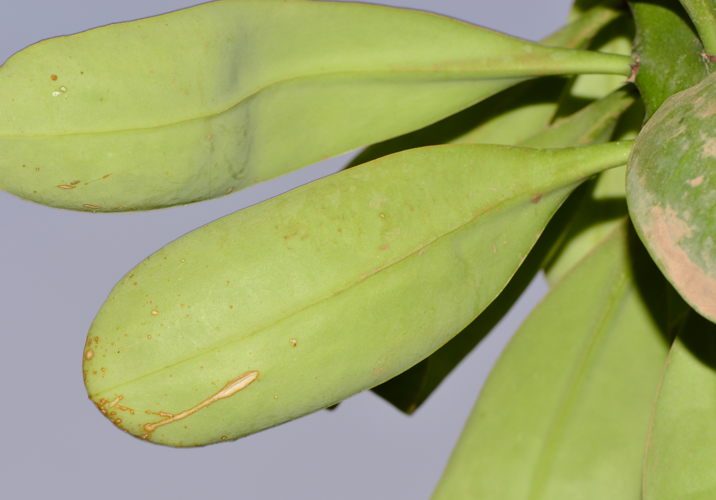 Image of Euphorbia neriifolia specimen.