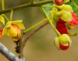 Cassia brewsteri