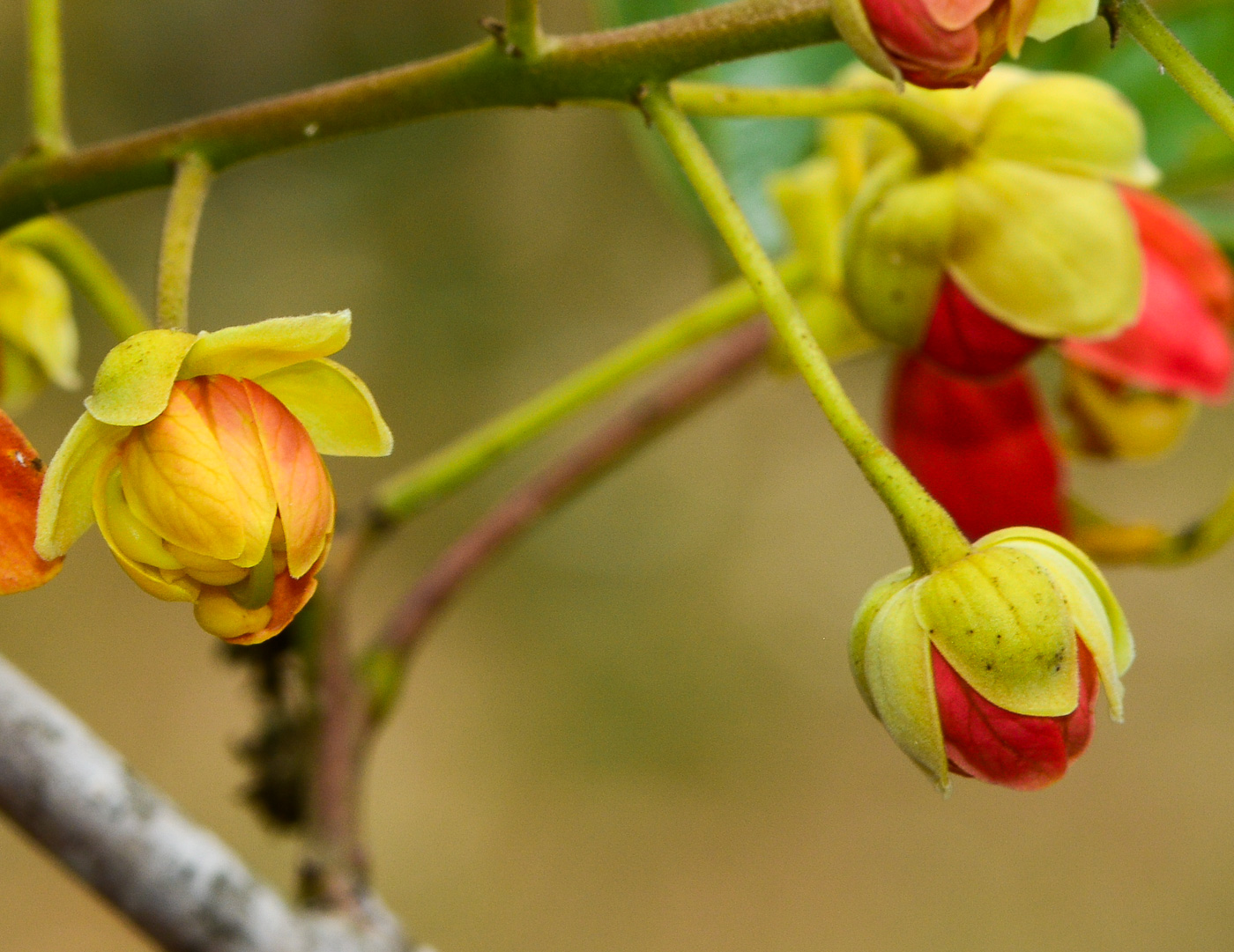 Image of Cassia brewsteri specimen.