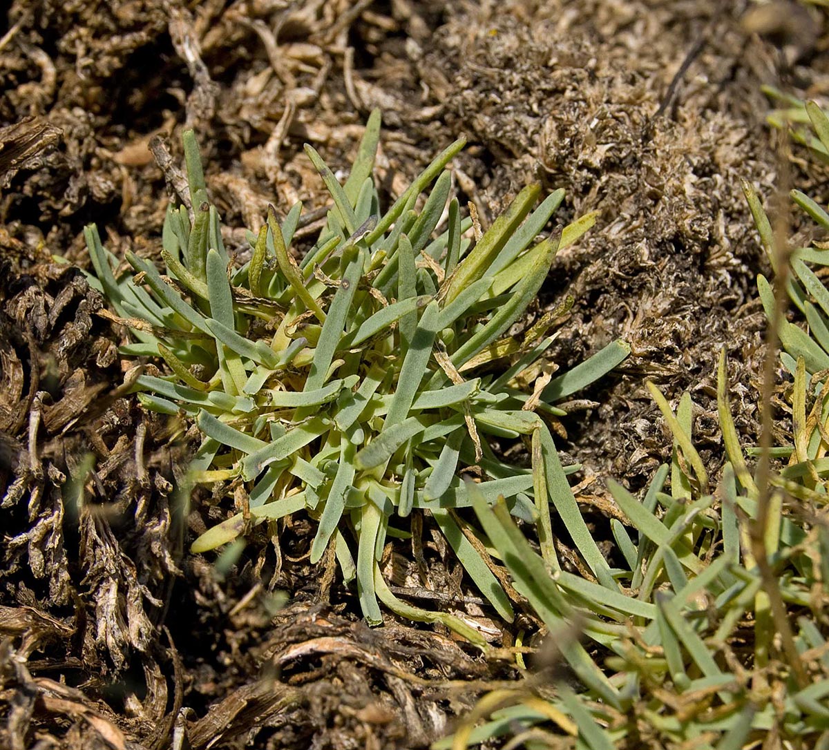 Image of Gypsophila uralensis specimen.