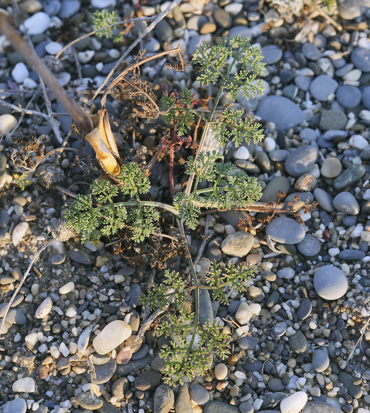 Image of Astrodaucus littoralis specimen.