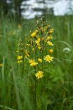 Crepis praemorsa. Отцветающие соцветия. Ленинградская обл., Волосовский р-н, суходольный разнотравно-злаковый луг на опушке хвойного леса. 16.07.2017.