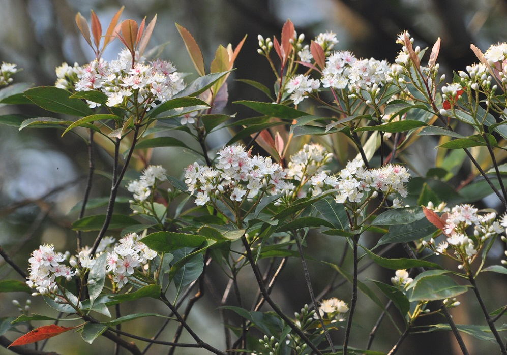 Изображение особи семейство Rosaceae.