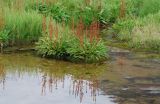 Rumex arcticus