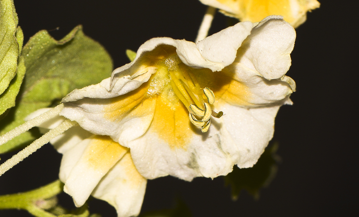 Image of Physalis angulata specimen.