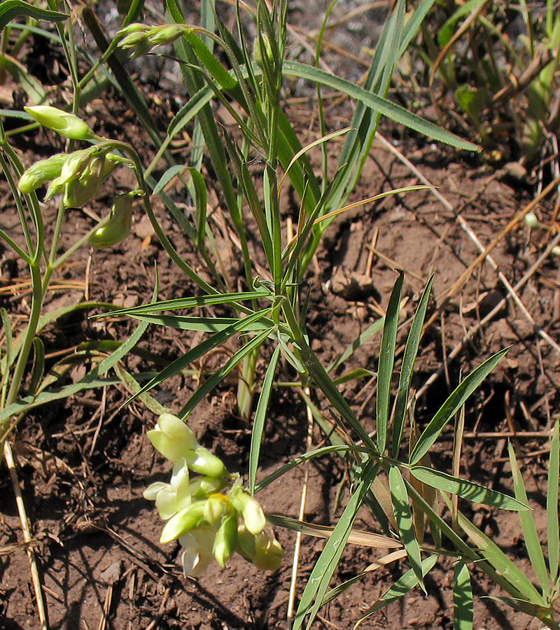 Изображение особи Lathyrus pallescens.